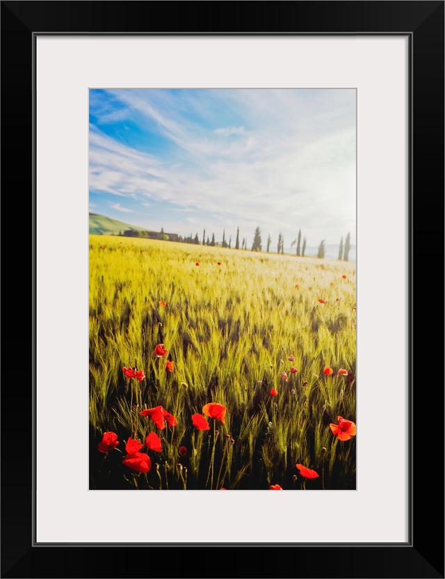 Poppies In Wheat Field At Dawn