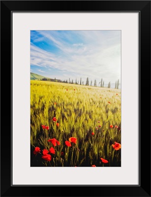 Poppies In Wheat Field At Dawn