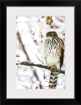 Portrait of a bird sitting on a tree branch in winter; Montreal, Quebec, Canada