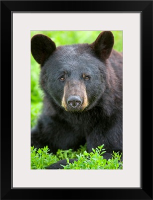 Portrait of a Black Bear at the Alaska Wildlife Conservation Center