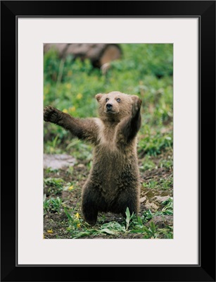 Portrait Of A Brown Bear Cub Balancing On Its Hind Legs, Montana
