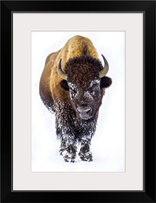Portrait Of A Buffalo
