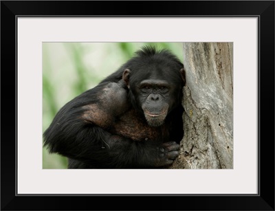 Portrait Of A Chimpanzee (Pan Troglodytes) At The Sunset Zoo, Manhattan, Kansas