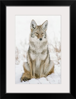 Portrait Of A Coyote Sitting In A Snow Covered Field Keeping Watch