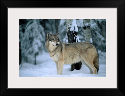 Portrait Of A Gray Wolf In A Snowfall With Snowflakes On Its Fur, Ely, Minnesota