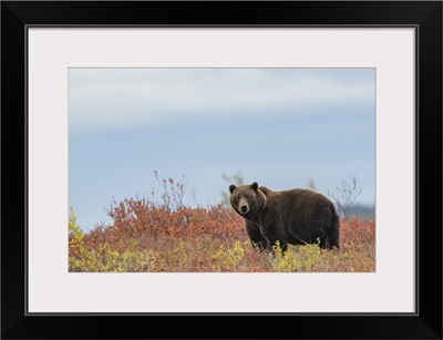 Portrait Of A Grizzly Bear, Dawson City, Yukon, Canada