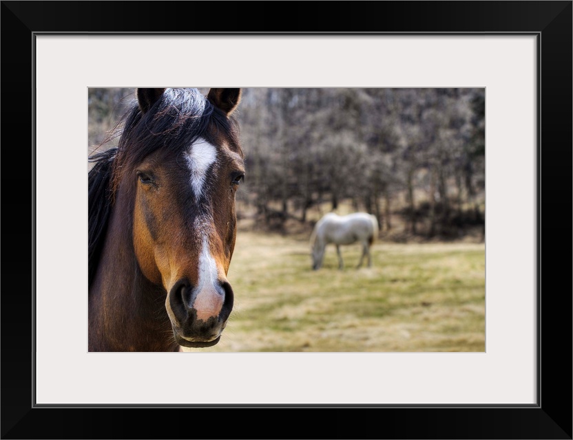 Portrait Of A Horse