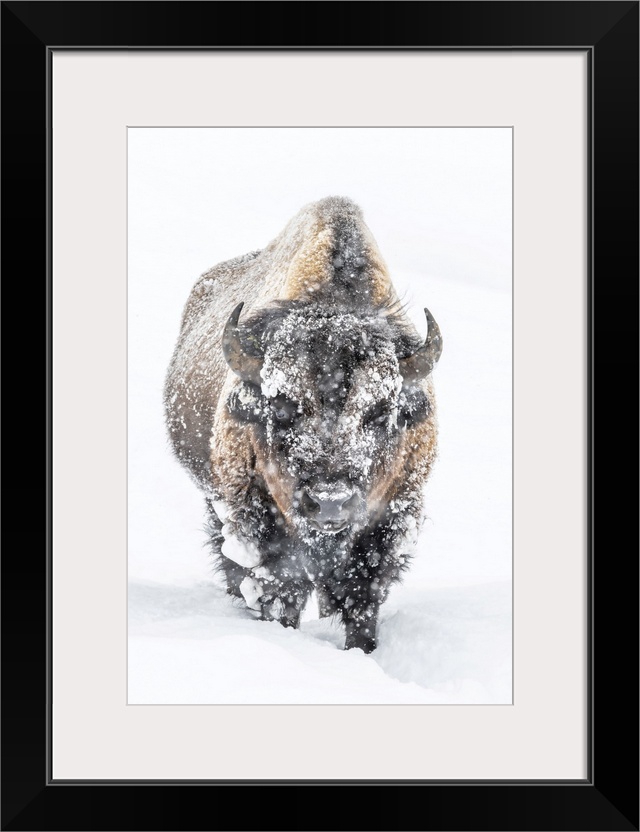 Portrait of a snow-covered Bison (Bison bison) standing in a snowstorm Yellowstone National Park, United States of America