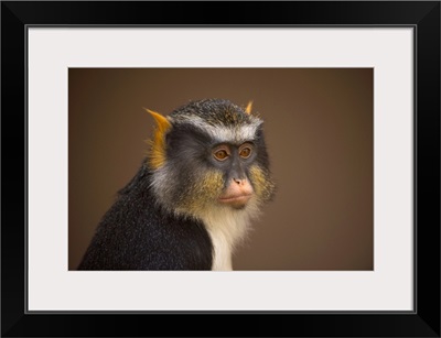 Portrait Of A Sykes' Monkey Against A Brown Background, Colorado Springs, Colorado