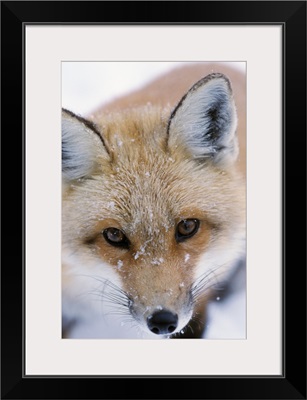 Portrait Of Adult Red Fox