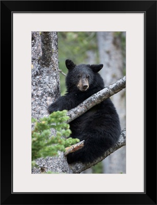 Portrait Of An American Black Bear Cub Climbing A Tree In Yellowstone National Park