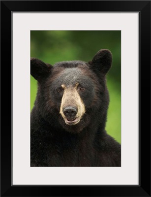 Portrait Of Black Bear, Minnesota