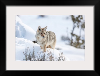 Portrait Of Coyote Standing In A Snowbank, Montana