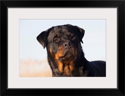 Portrait of Rottweiler dog on winter beach, Guilford, Connecticut