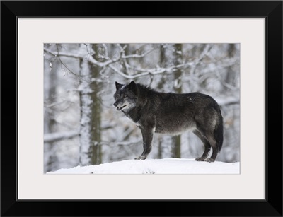 Portrait Of Timber Wolf
