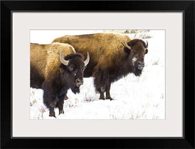 Portrait Of Two Buffalo In The Snow
