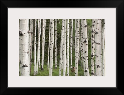 Quaking Aspen Tree Trunks In A Woodland In Yellowstone National Park, Wyoming