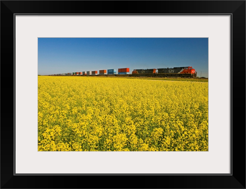 Rail Cars Carrying Containers Passe A Canola Field, Manitoba, Canada