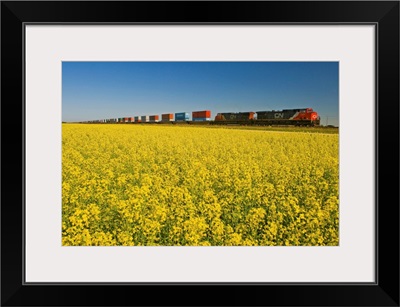 Rail Cars Carrying Containers Passe A Canola Field, Manitoba, Canada