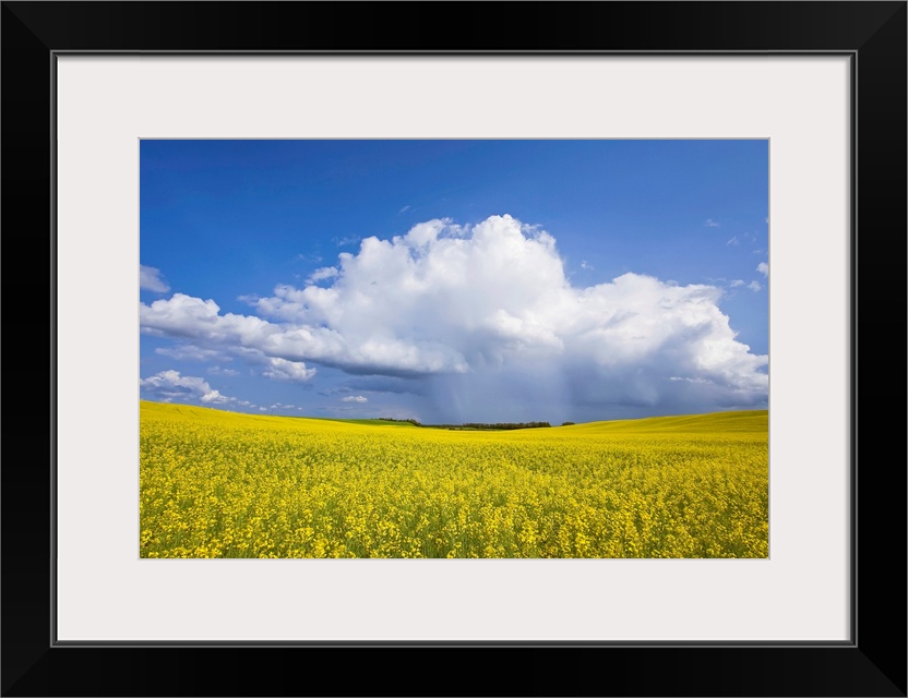 Rainstorm Over Canola Field Crop, Pembina Valley, Manitoba, Canada