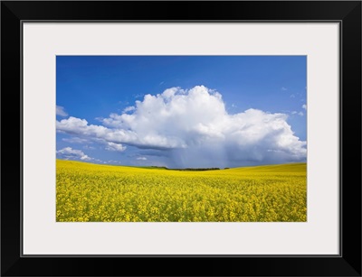 Rainstorm Over Canola Field Crop, Pembina Valley, Manitoba, Canada