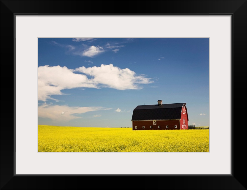 Red Barn In A Flowering Canola Field, Alberta, Canada