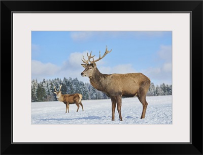 Red Deer (Cervus Elaphus) On A Snowy Meadow, Bavaria, Germany