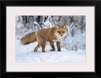 Red Fox In Snow, Campbell Creek Area, South-Central Alaska, Alaska