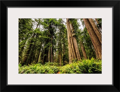 Redwood trees in Lady Bird Jonhson Grove