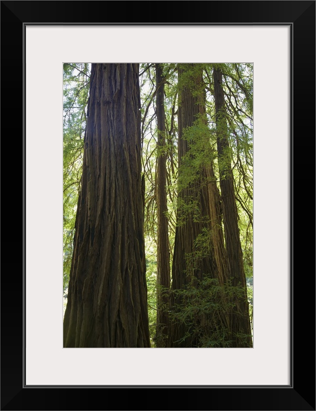 Redwoods In Muir Woods National Monument, Marin County, California