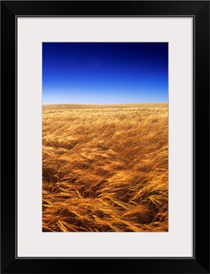 Ripening Wind-Blown Barley, Tiger Hills, Manitoba, Canada