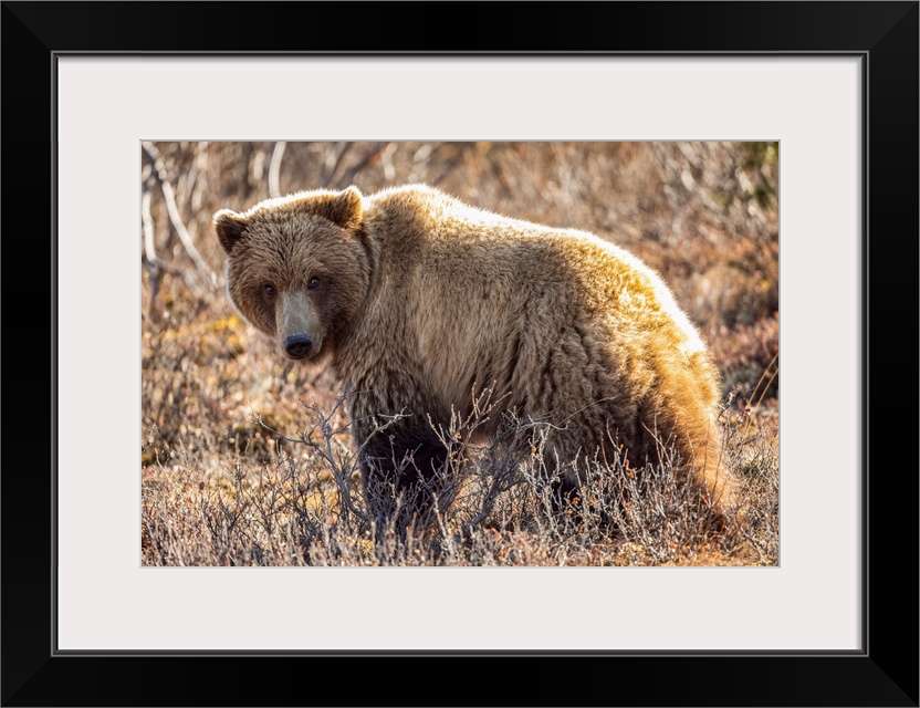 A roaming grizzly bear (ursus arctos horribilis) pauses to look at the camera while feeding on the tundra in Denali nation...