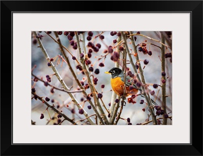 Robin Sitting On An Apple Tree Branch With Dried Small Apples, Calgary, Alberta, Canada