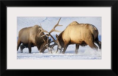 Roosevelt elk fight during rut season, Alaska Wildlife Conservation Center