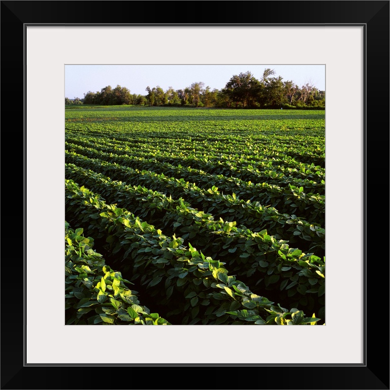 Rows of mid growth soybean plants, Central Iowa