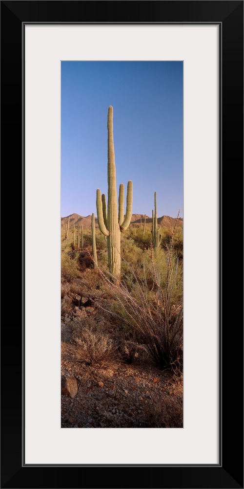 Saguaro National Park, Arizona, USA