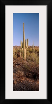 Saguaro National Park, Arizona, USA