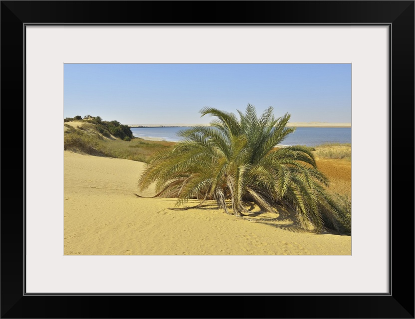 Salt Lake and Date Palm in Desert, Matruh Governorate, Libyan Desert, Sahara Desert, Egypt, Africa