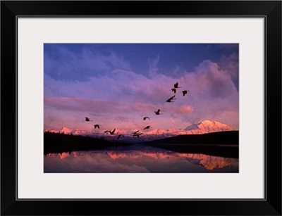 Sandhill cranes flying past Mt McKinley Sunset Alaska & Wonder Lake Summer Composite
