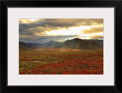 Shaft Of Sunlight Hitting The Fall Colours, Yukon, Canada