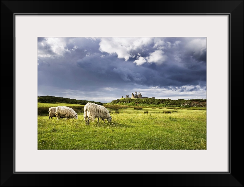 Sheep and Dunstanburgh Castle, Northumberland, Northumbria, England, United Kingdom