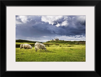 Sheep And Dunstanburgh Castle, Northumberland, Northumbria, England, United Kingdom