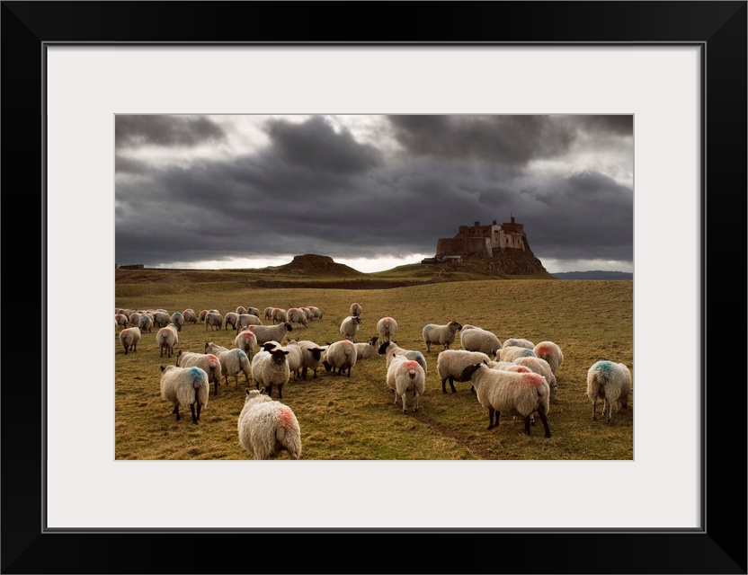 Sheep Grazing By Lindisfarne Castle, Berwick-Upon-Tweed, Northumberland, England