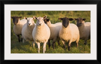 Sheep In A Pasture; Yorkshire, England