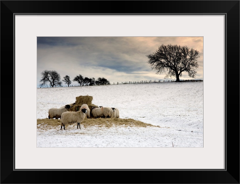 Sheep In Field Of Snow, Northumberland, England