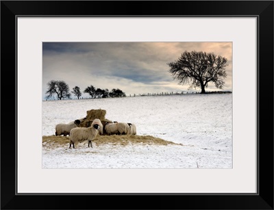 Sheep In Field Of Snow, Northumberland, England