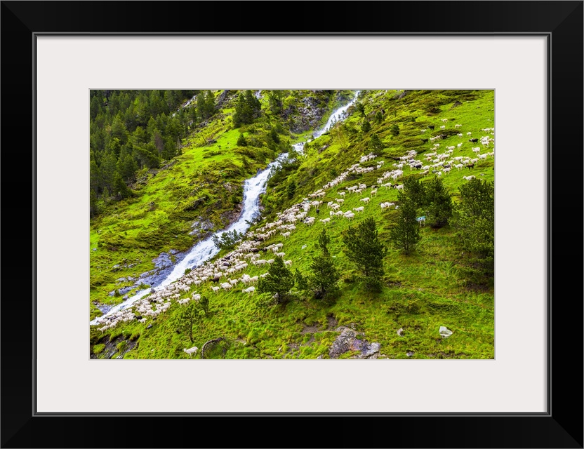 Sheep in the upper valley of Aure in the Bielsa Valley, Pyrenees, France.