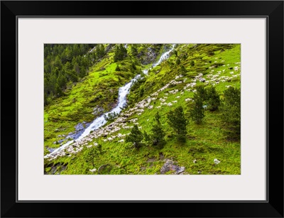 Sheep In The Upper Valley Of Aure In The Bielsa Valley, Pyrenees, France