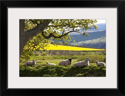 Sheep Laying On The Grass Under A Tree, Northumberland, England