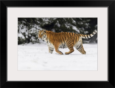 Siberian Tiger In Winter, Czech Republic